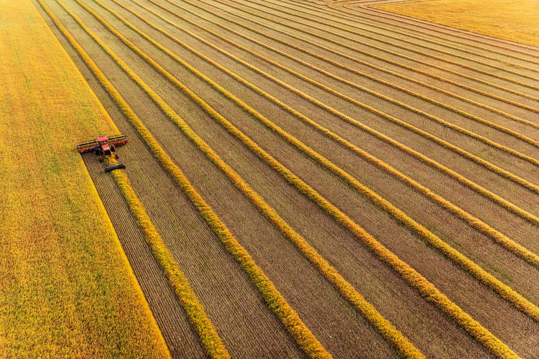 Shell Rotella | Agriculture Canola Harvest | Michael Kunde Photo