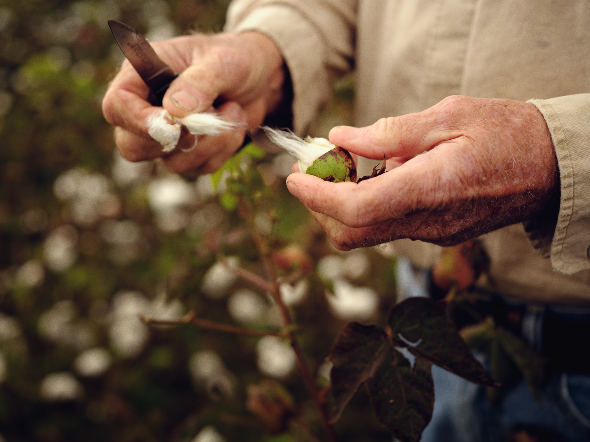 Deltapine | Agriculture Cotton Harvest | Michael Kunde Photo