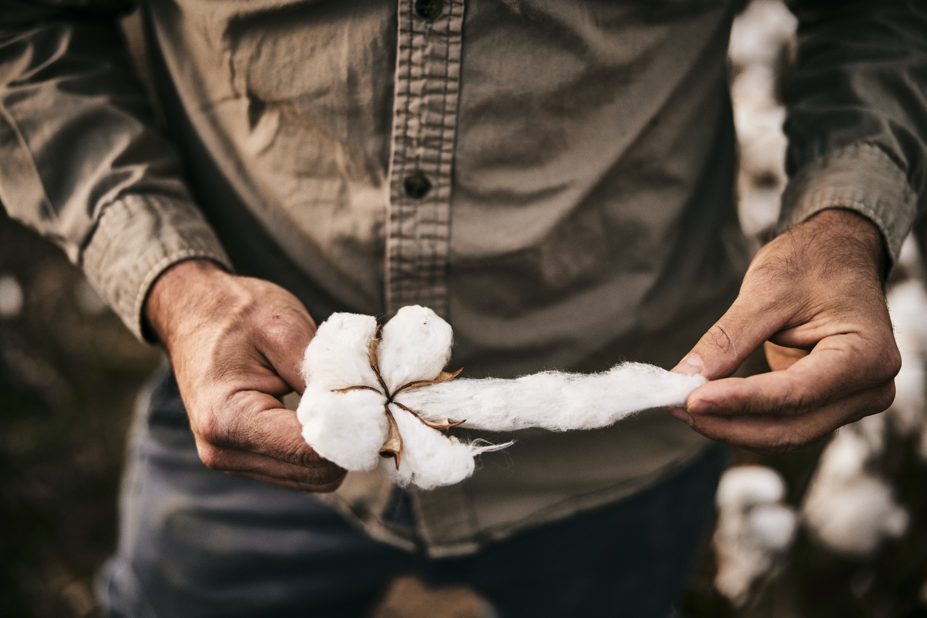 Deltapine | Agriculture Cotton Harvest | Michael Kunde Photo